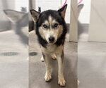 Small Siberian Husky