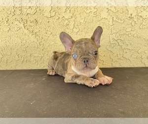 French Bulldog Puppy for sale in MORENO VALLEY, CA, USA