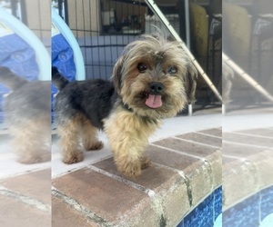 Father of the Yorkshire Terrier puppies born on 02/19/2026