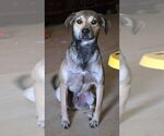 Small #3 Labrador Retriever Mix