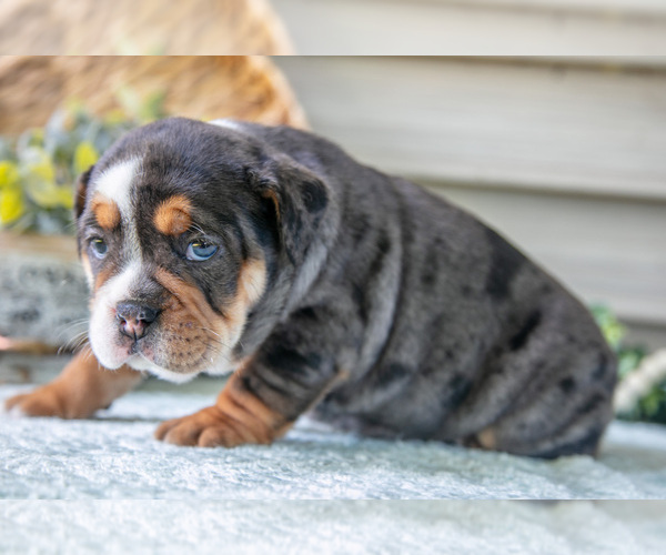 Medium Photo #5 Beabull Puppy For Sale in MILLERSBURG, OH, USA