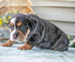 Small #4 Beabull