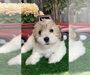 Zuchon Puppy for sale in CANOGA, NY, USA