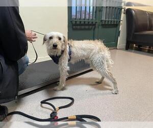 Mutt Dog for Adoption in Pasadena, California USA