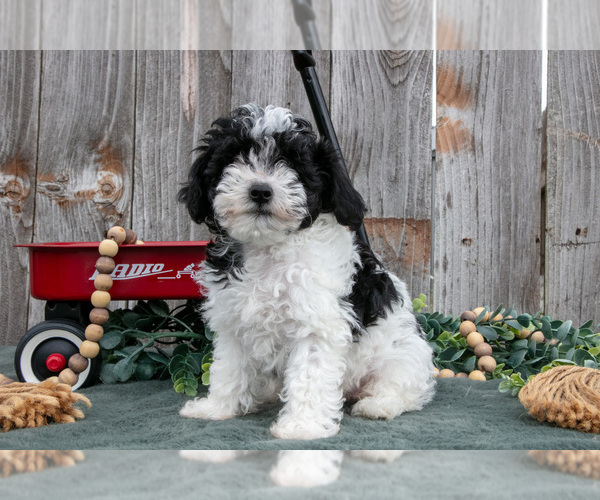Medium Photo #2 Poodle (Toy) Puppy For Sale in HOWE, IN, USA