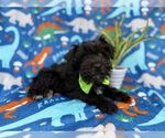 Small #8 Schnauzer (Miniature)