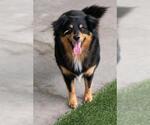 Small Australian Shepherd Mix