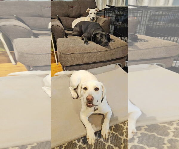 Medium Photo #14 Labrenees Puppy For Sale in Fultonham, NY, USA