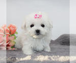 Small Maltese