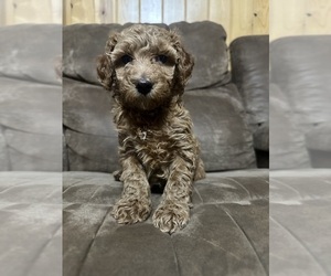 Poodle (Miniature) Puppy for sale in AKELEY, MN, USA