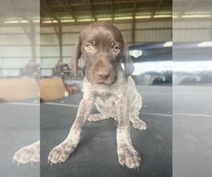 German Shorthaired Pointer Puppy for sale in WARSAW, NC, USA