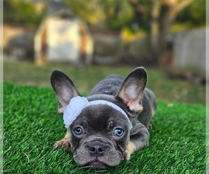 French Bulldog Puppy for sale in INDIANAPOLIS, IN, USA
