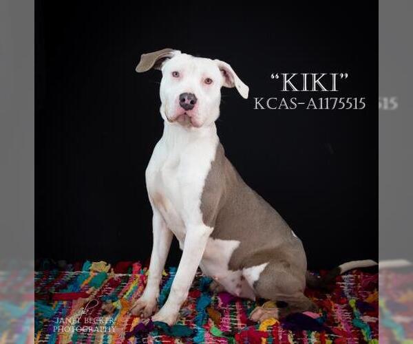 Medium Photo #1 Mutt Puppy For Sale in Bakersfield, CA, USA