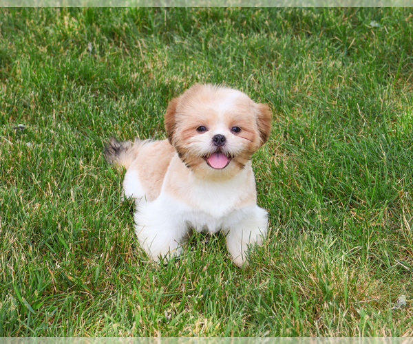 Medium Photo #4 Shih Tzu Puppy For Sale in SYRACUSE, IN, USA
