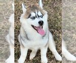 Small Photo #4 Siberian Husky Puppy For Sale in Severn, MD, USA
