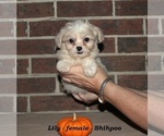 Small #2 ShihPoo