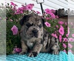 Small Beabull