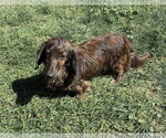 Small Photo #4 Dachshund Puppy For Sale in Hesperia, CA, USA