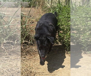 Carface Carruthers - Male Labrador Retriever-Unknown Mix Dog for Adoption - Photo #5