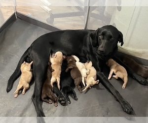 Mother of the Labrador Retriever puppies born on 02/09/2024
