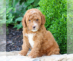Small Goldendoodle (Miniature)