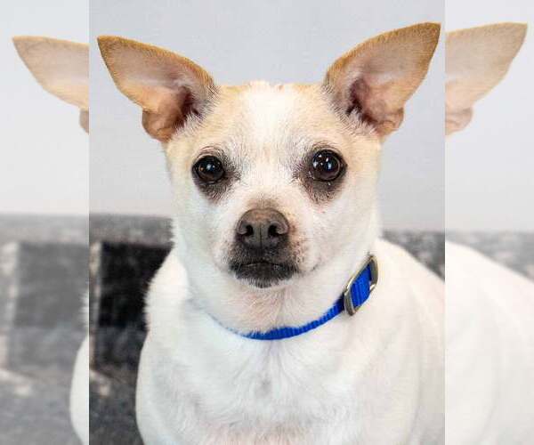 Medium Photo #2 Chihuahua-Unknown Mix Puppy For Sale in Kennesaw, GA, USA
