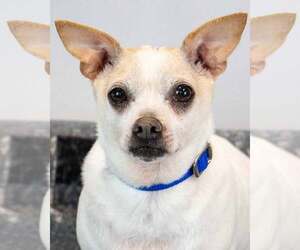 Chewy - Male Chihuahua-Unknown Mix Dog for Adoption - Photo #2