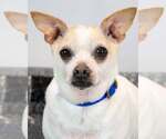 Small #1 Chihuahua Mix