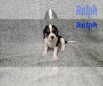 Puppy 4 Beagle-Bluetick Coonhound Mix