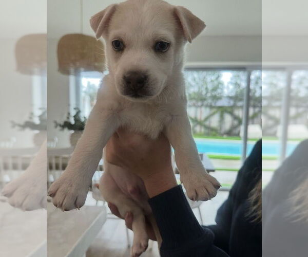 Medium Photo #1 Labrador Retriever-Unknown Mix Puppy For Sale in Dana Point, CA, USA