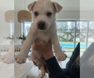 Labrador Retriever-Unknown Mix Dogs for adoption in Dana Point, CA, USA