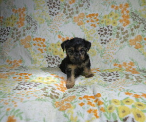 Yorkshire Terrier Puppy for Sale in COOKEVILLE, Tennessee USA