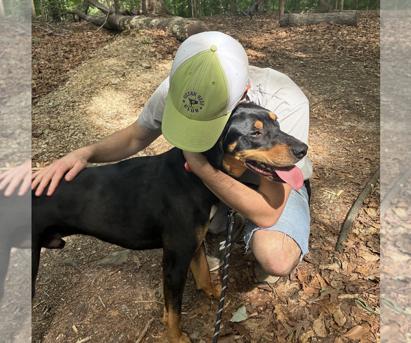 Medium Photo #7 Rottweiler-Unknown Mix Puppy For Sale in White Hall, AR, USA