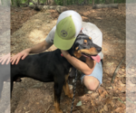 Small #6 Rottweiler Mix