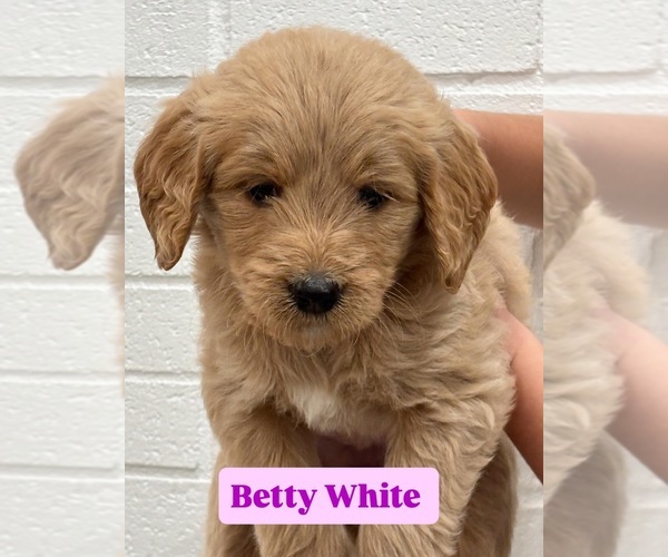 Medium Photo #1 Goldendoodle Puppy For Sale in STEVENS, PA, USA