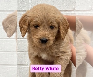 Goldendoodle Puppy for sale in STEVENS, PA, USA