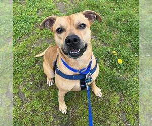Labrador Retriever-Unknown Mix Dogs for adoption in Boston, MA, USA