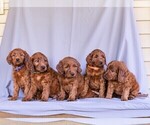 Small Photo #4 Irish Setter-Poodle (Miniature) Mix Puppy For Sale in NEWMANSTOWN, PA, USA