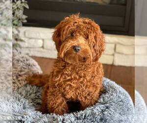 Father of the Goldendoodle-Poodle (Miniature) Mix puppies born on 12/10/2021