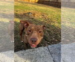 Small #12 American Pit Bull Terrier Mix