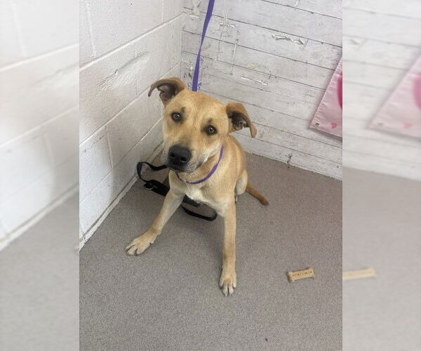 Medium Photo #1 Labrador Retriever-Unknown Mix Puppy For Sale in San Bernardino, CA, USA