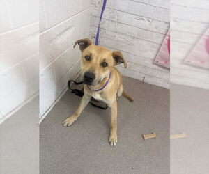 Labrador Retriever-Unknown Mix Dogs for adoption in San Bernardino, CA, USA