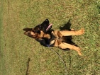 Small Photo #1 German Shepherd Dog Puppy For Sale in LAURINBURG, NC, USA