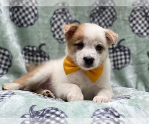 Texas Heeler Puppy for sale in LAKELAND, FL, USA