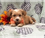 Small Photo #7 Maltipoo Puppy For Sale in LAKELAND, FL, USA