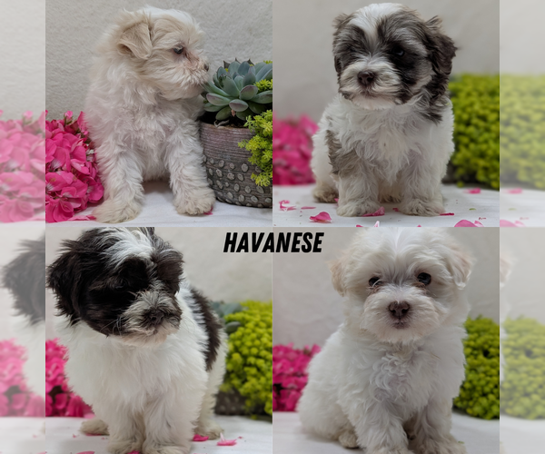 Medium Photo #10 Havanese Puppy For Sale in GOSHEN, IN, USA