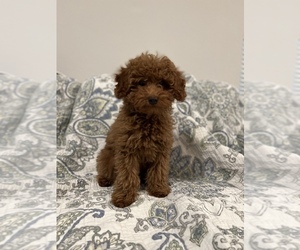 Poodle (Miniature) Puppy for sale in MINNEOLA, FL, USA