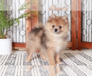 Pomeranian Puppy for sale in NAPLES, FL, USA