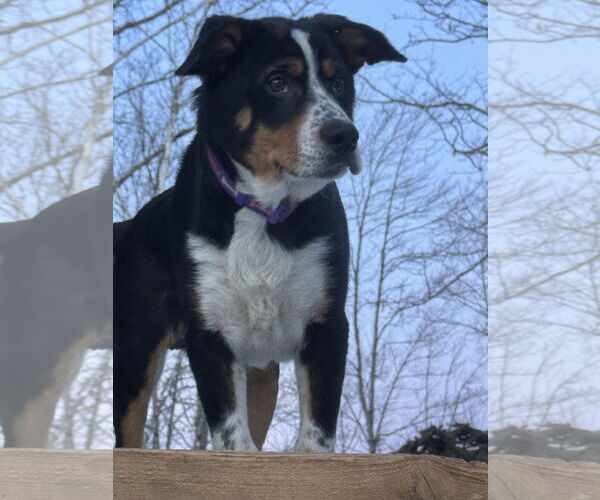 Medium Photo #1 Mutt Puppy For Sale in Garden City, NY, USA