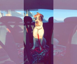 Rex - Male American Pit Bull Terrier-Siberian Husky Mix Dog for Adoption - Photo #23